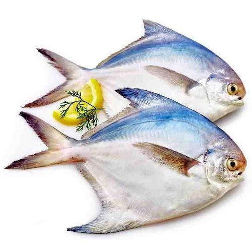 Absolutely Fresh White Pomfret