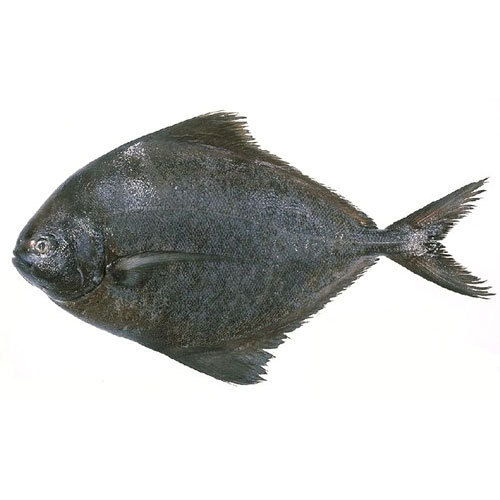 Black Pomfret - Absolutely Fresh