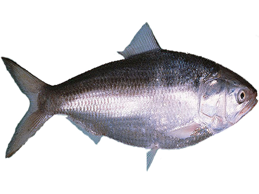 Hilsa/Ilish (Whole fish size 500-800 Grams)