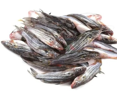 Fresh Tengra Whole Cleaned